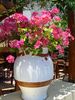 Large vase with flowers in Chersonissos